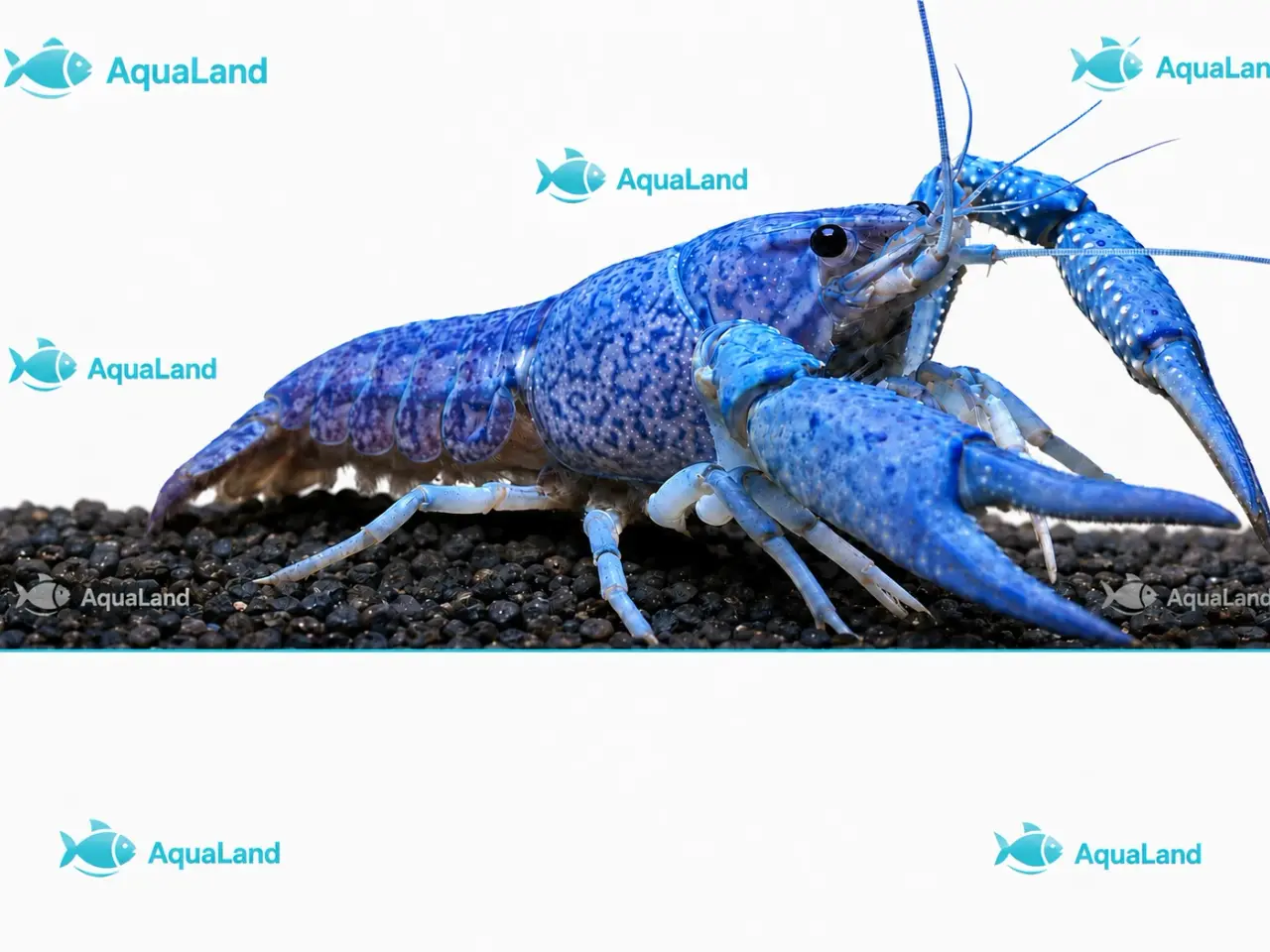 Billede 1 - đ±Wow FLOTTE BlĂ„ Florida Krebs Procambarus alleni