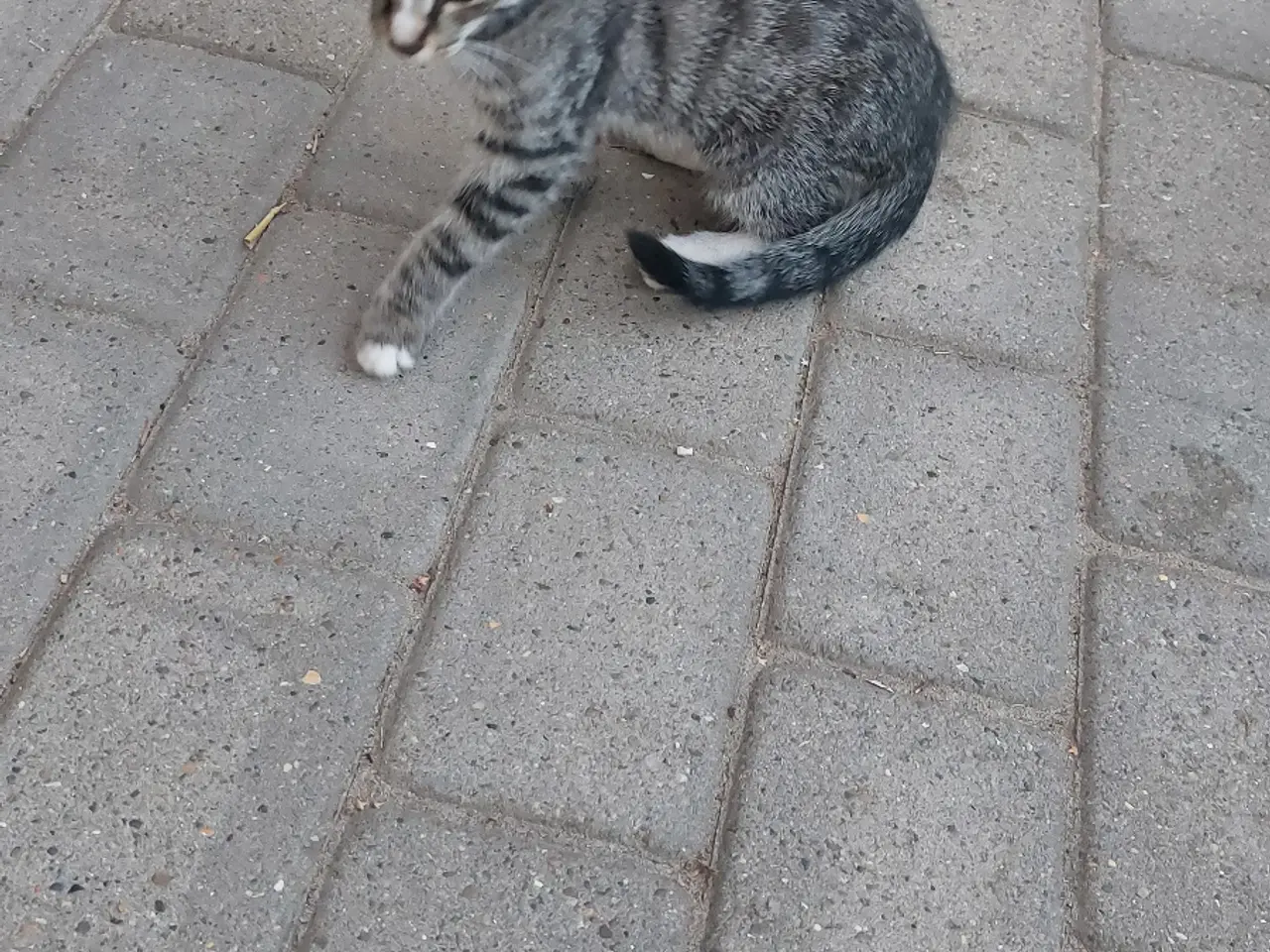 Billede 2 - Han kat