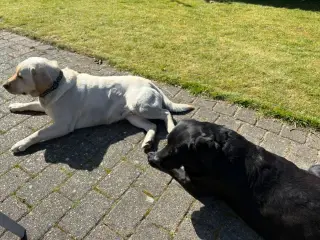 To skønne gammeldags labrador-tæver søger nyt hjem