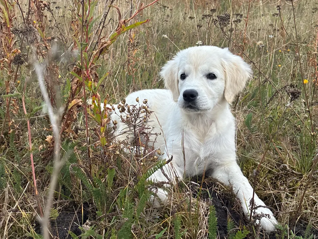 Billede 1 - Golden retriever hvalpe
