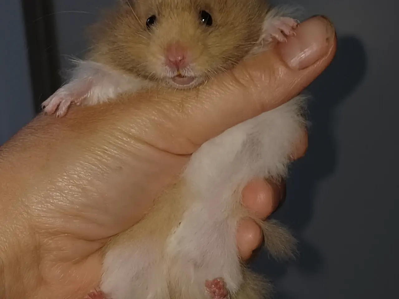 Billede 17 - Guldhamster unger (langhårede)