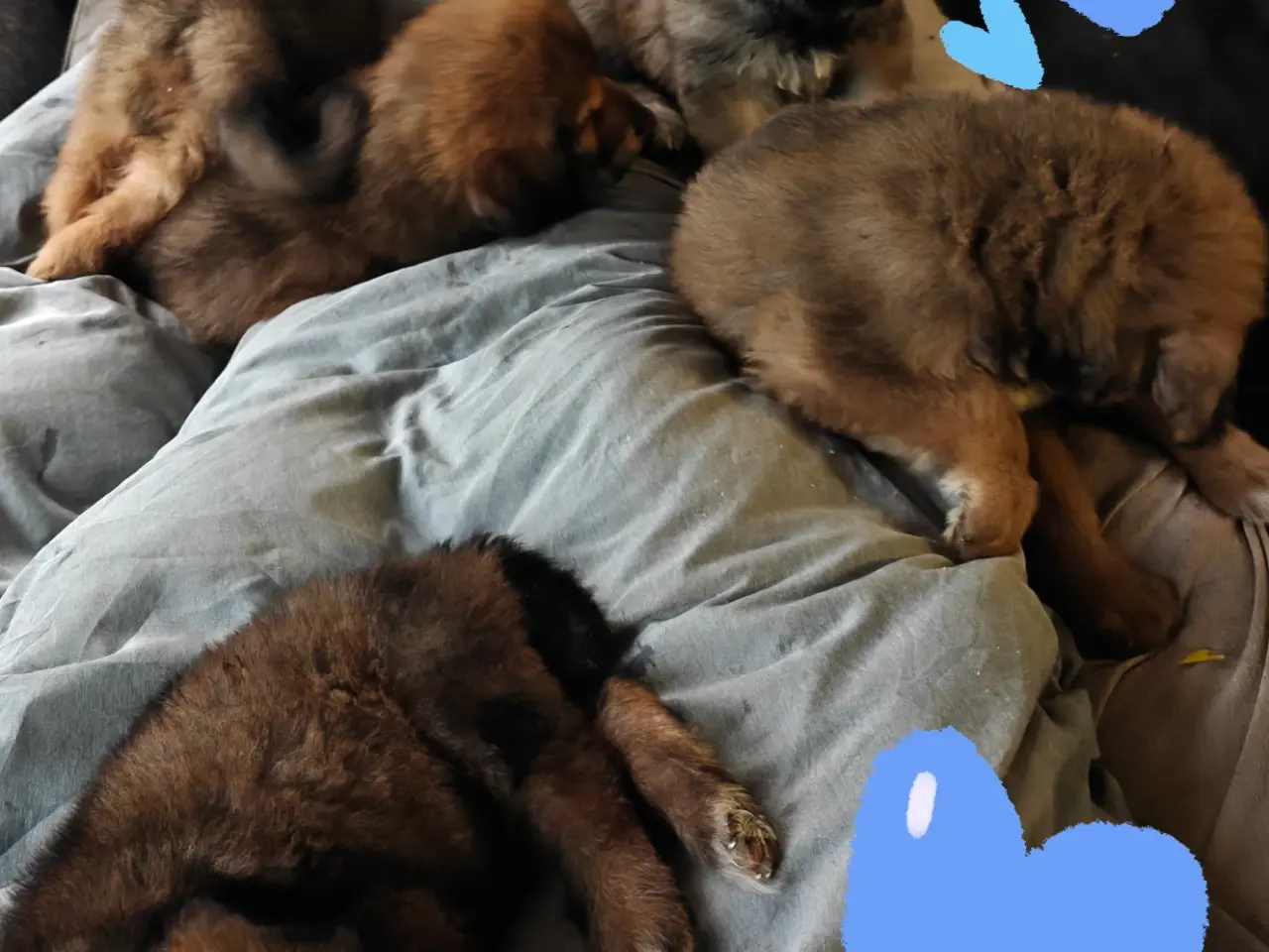 Billede 1 - Tibetansk mastiff tæver 