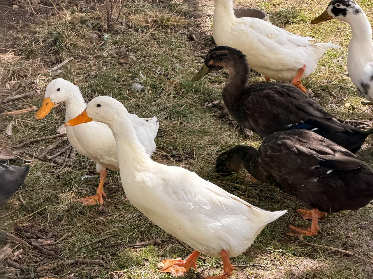 Billede 4 - Løbeænder - flere farver