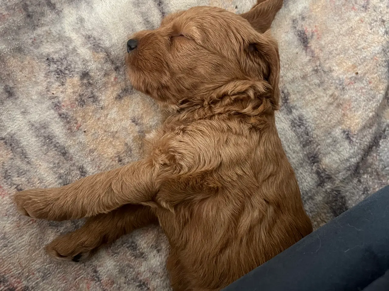 Billede 7 - De sødeste cockapoo