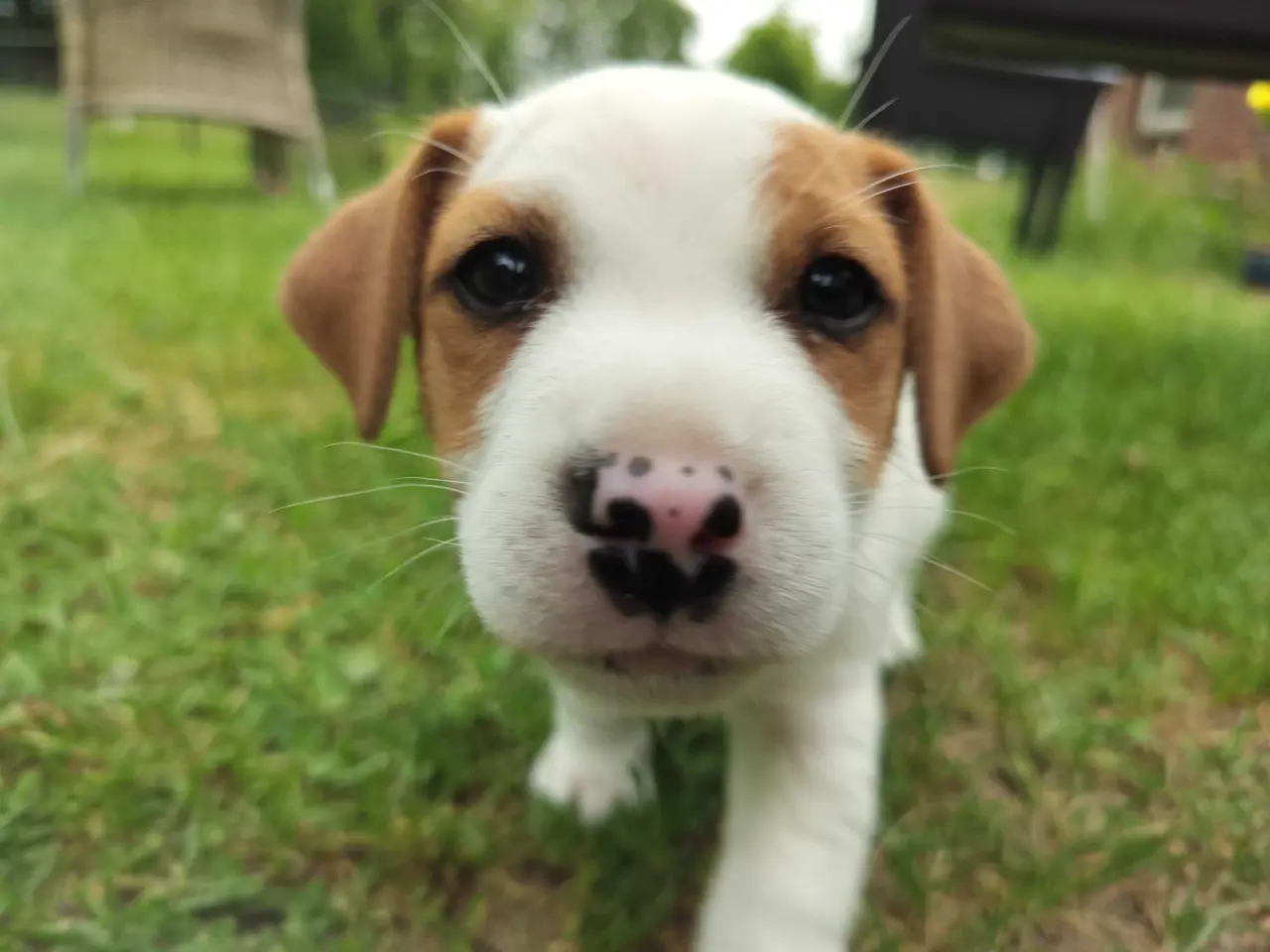 Billede 1 - Jack Russell hvalpe