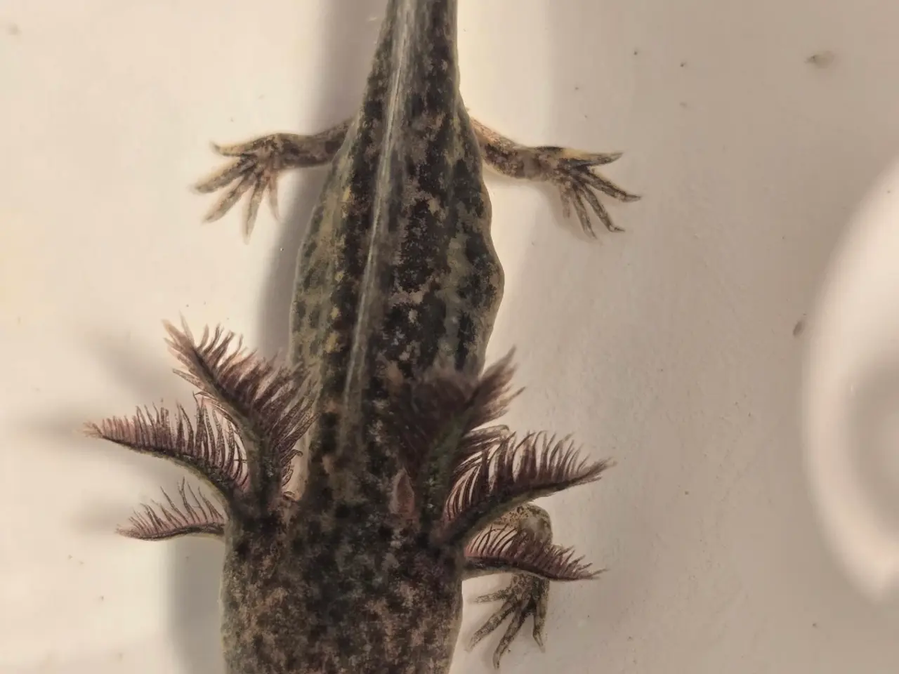 Billede 11 - Axolotl unger fra kendte linjer