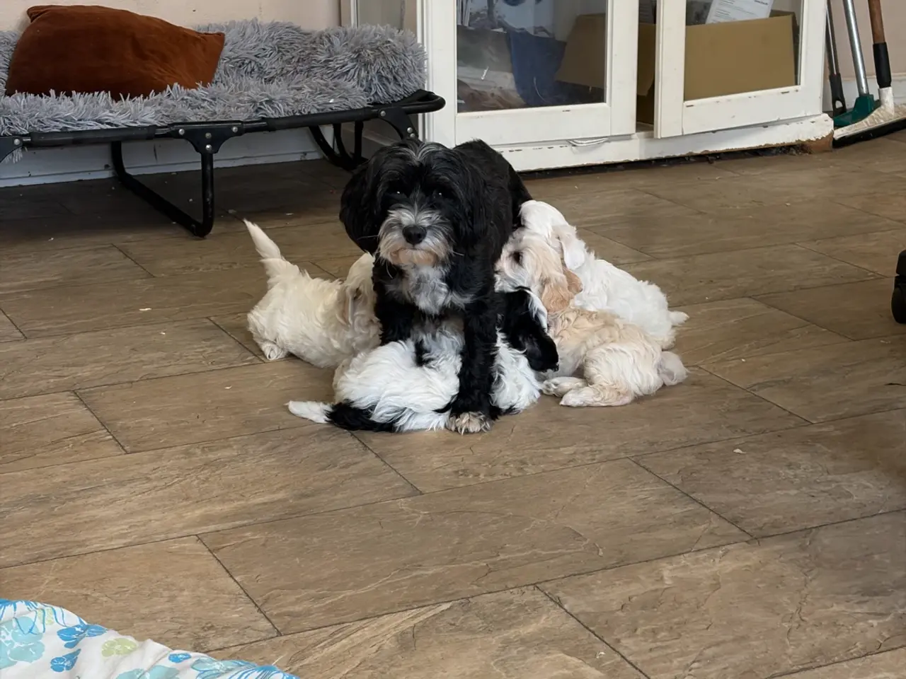Billede 14 - Fine mini Maltipoo er rejse klar nu !