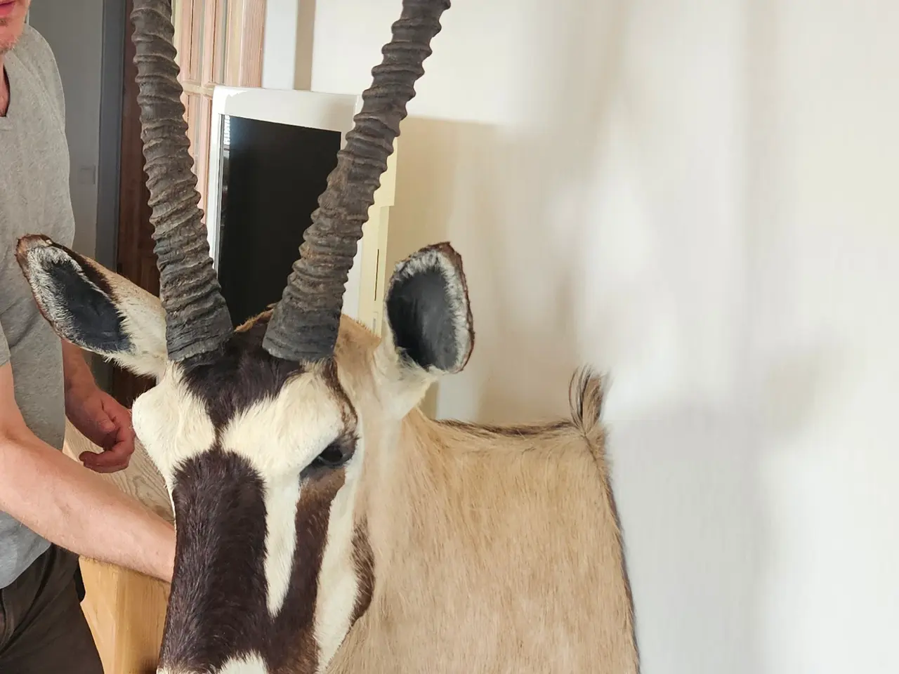 Billede 4 - Jagttrofæ Oryx