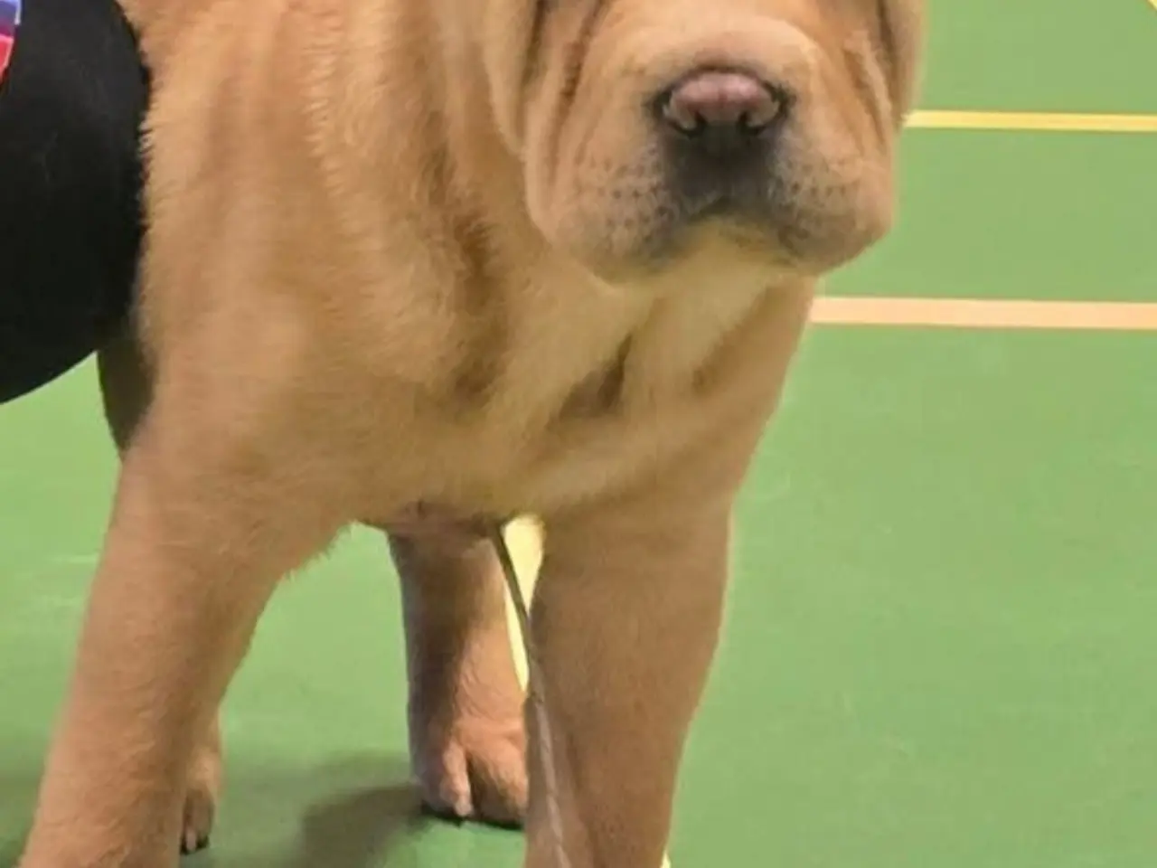 Billede 2 - Shar Pei Hvalp