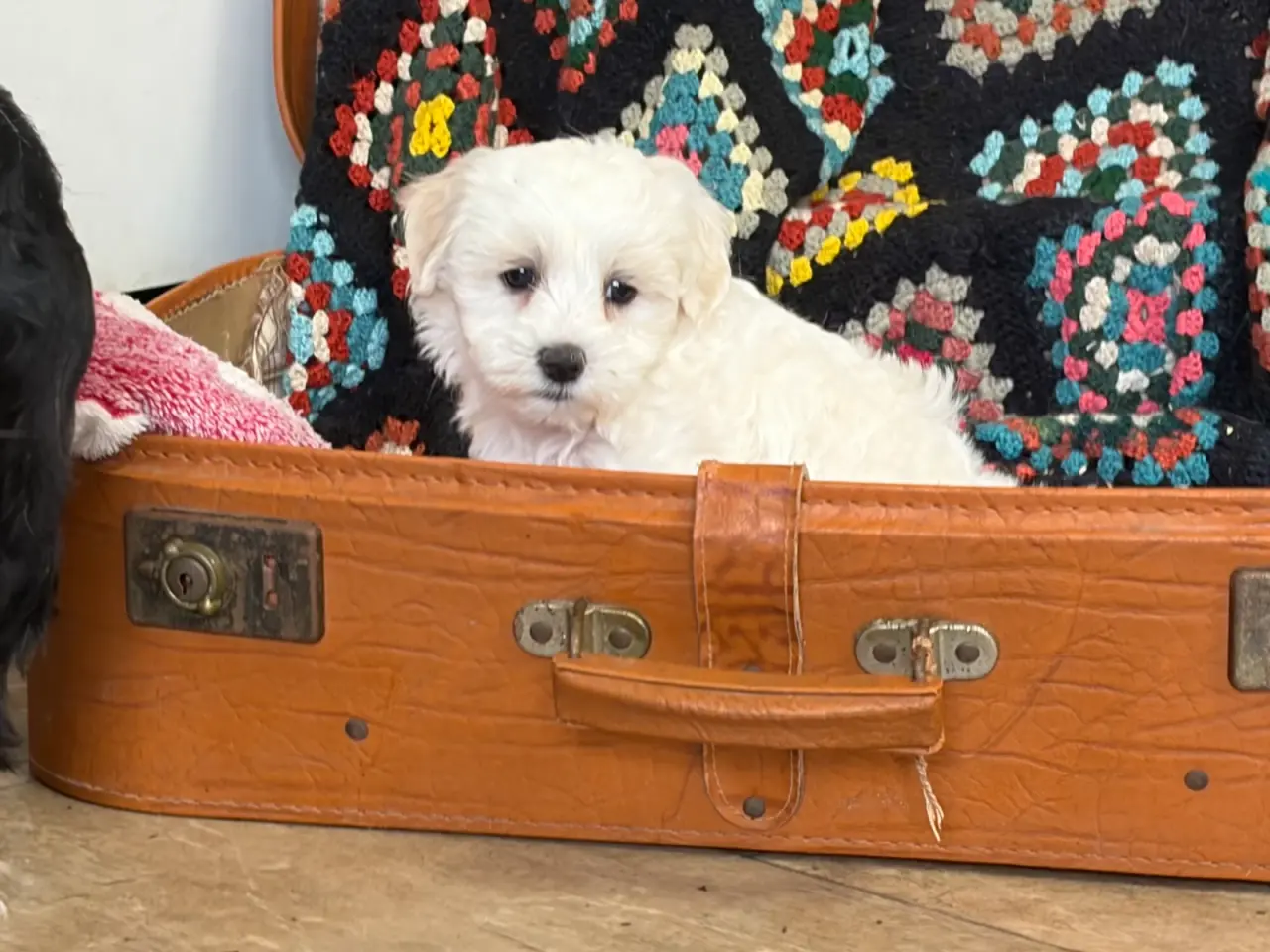 Billede 19 - Fine mini Maltipoo er rejse klar nu !