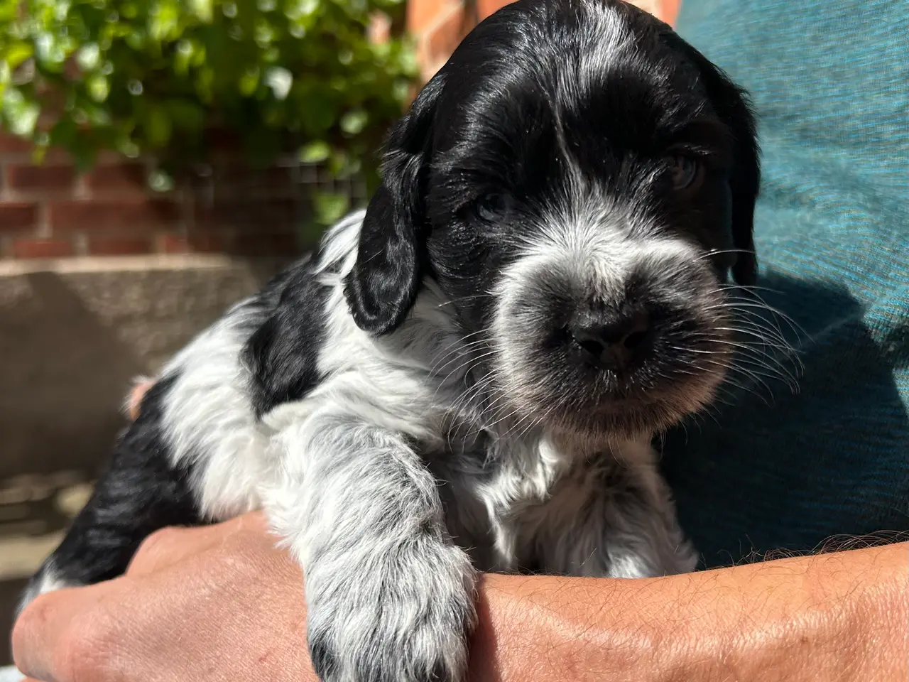Billede 2 - DS/cockerspanielblanding
