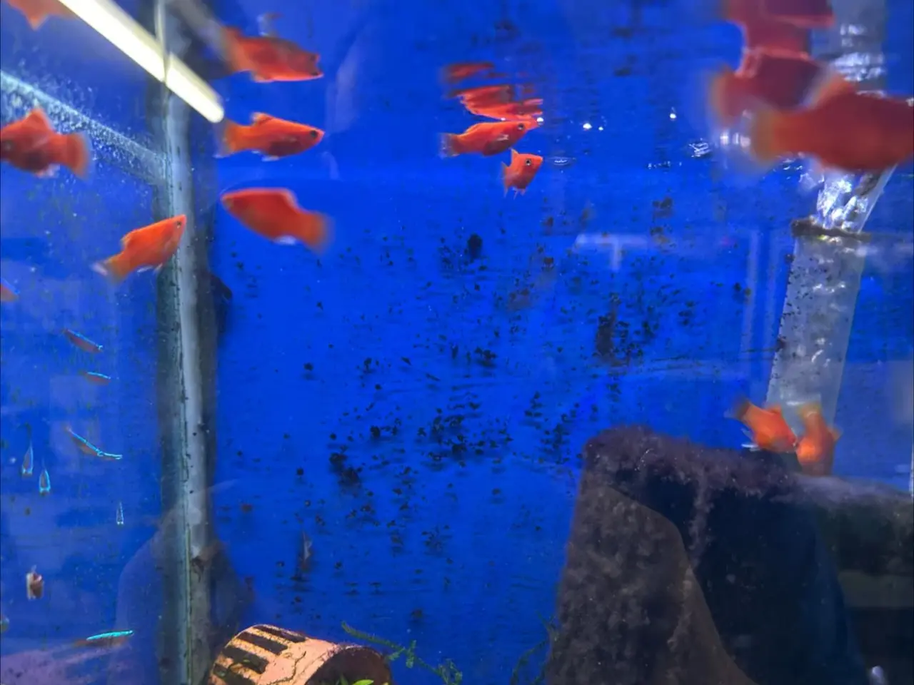 Billede 1 - Rød coral platy
