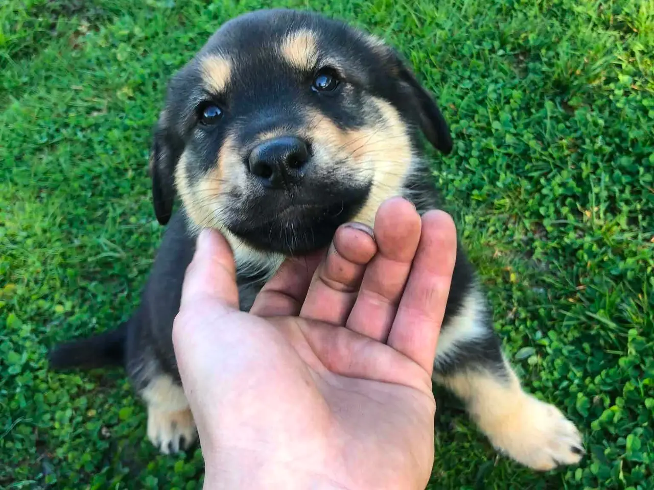 Billede 7 - ROTTWEILER/ALASKAN MALAMUT piger søger nye familie