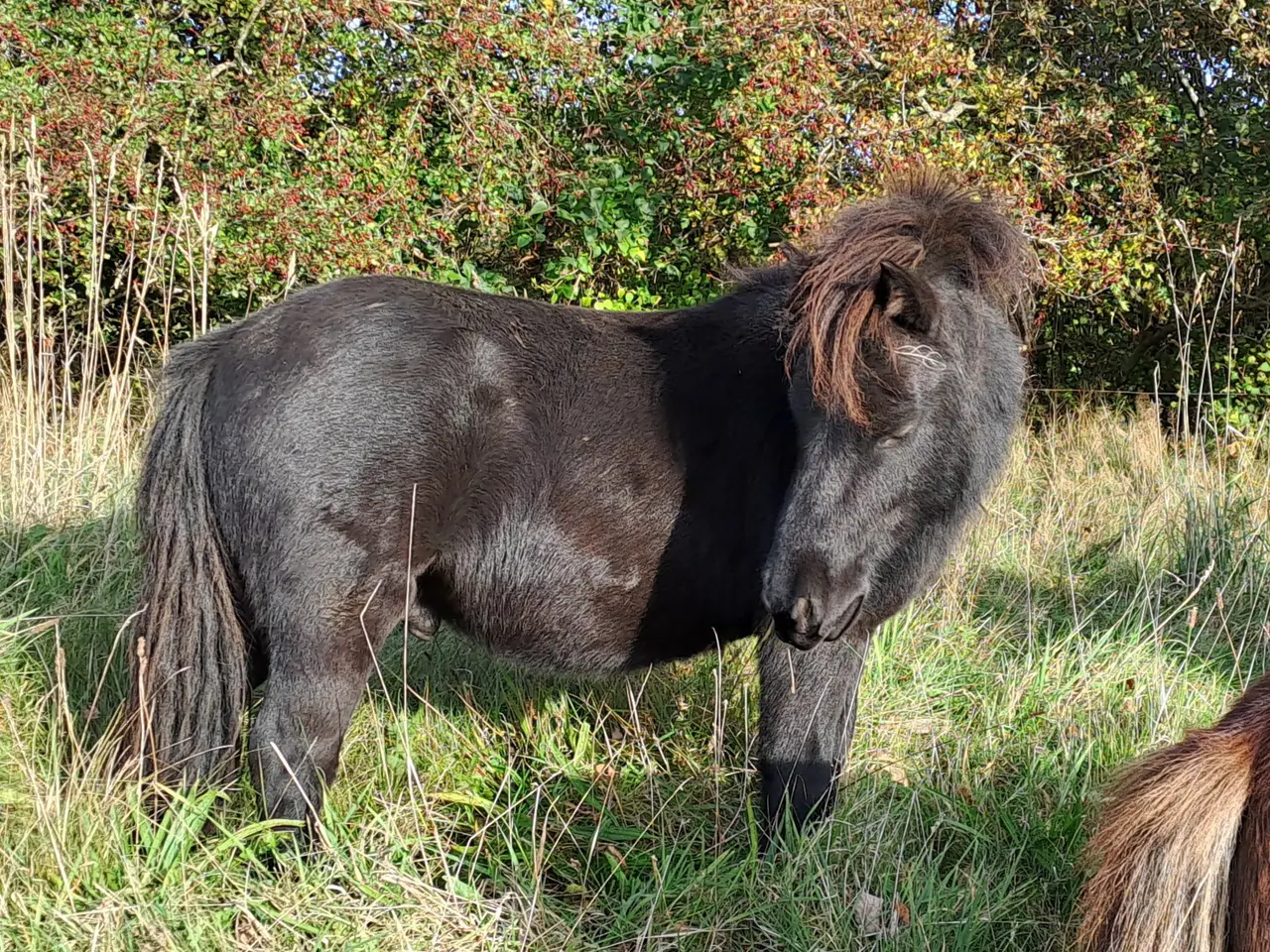 Billede 4 - Shetlandspony 3-års hingsteplage. 