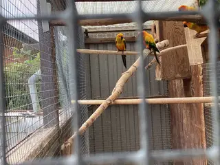 Solparekitter 3 måneder 