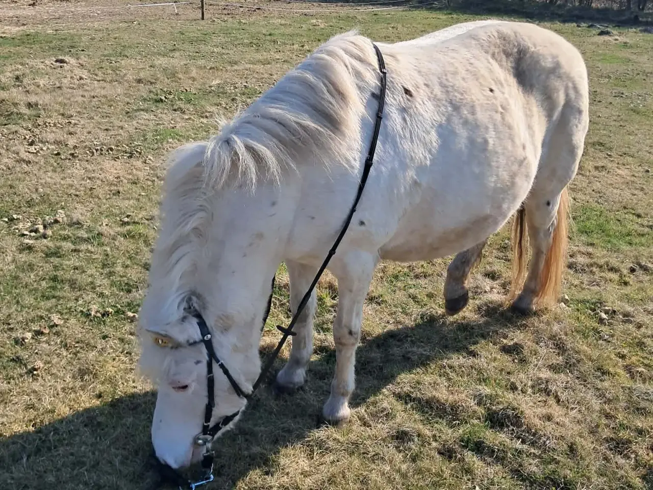 Billede 14 - Knabstrupperpony til ridning eller avl