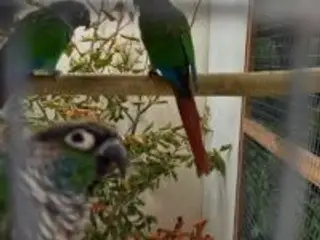 Billig conure salg
