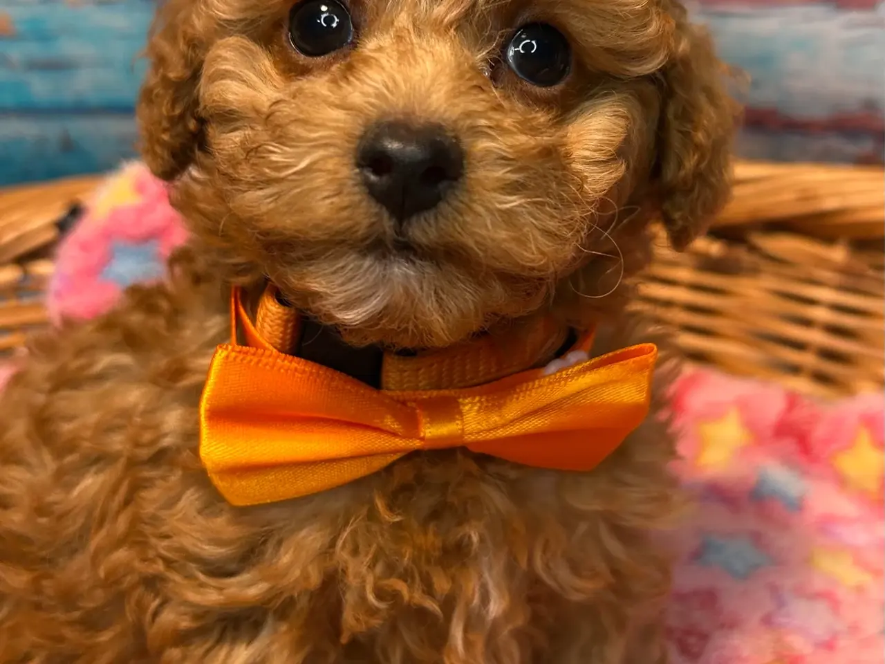 Billede 15 - 🐾✨ Skønne Mini Maltipoo hvalpe klar juli/August