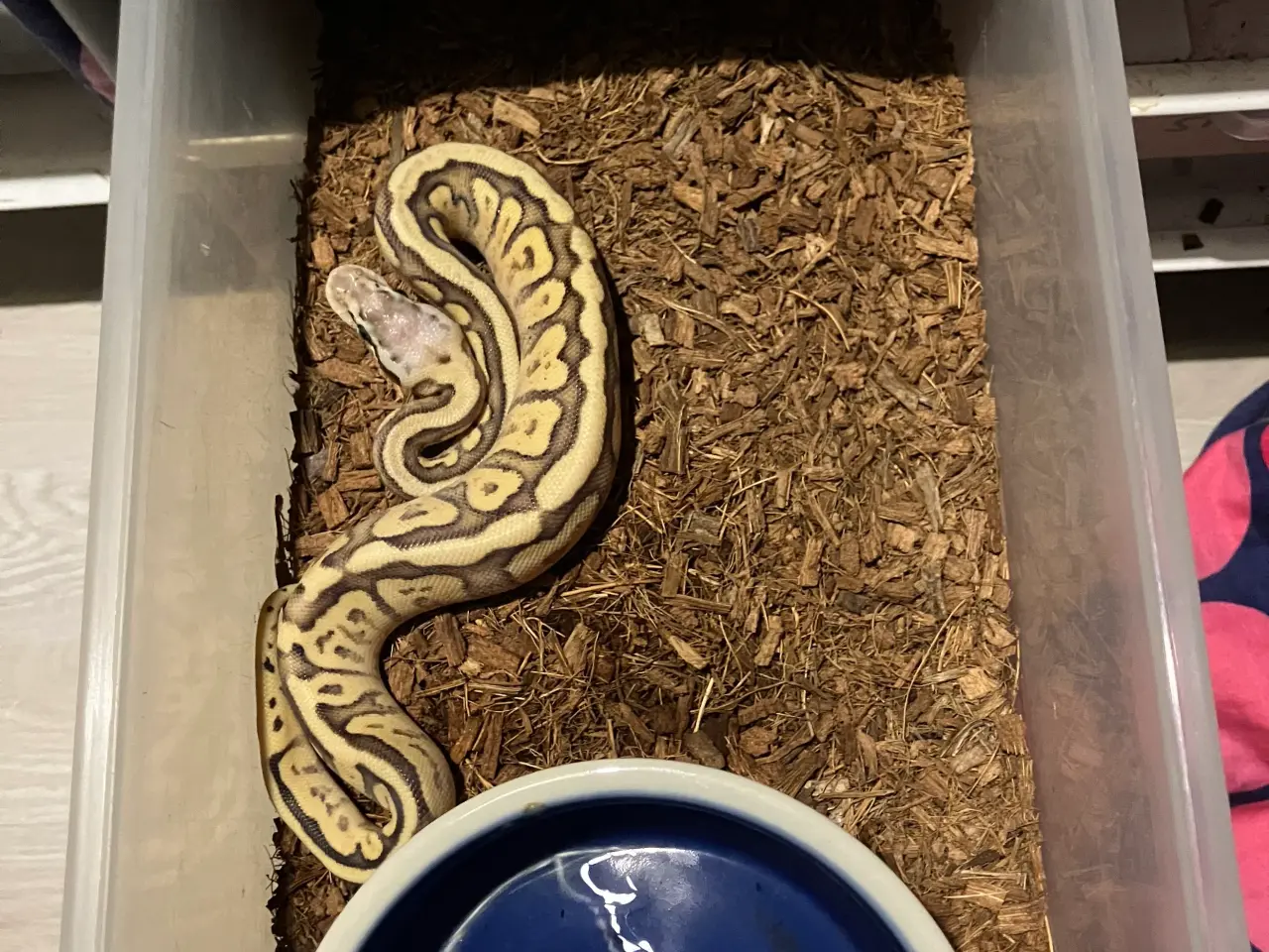 Billede 2 - 0.1 Butter Super pastel Enchi