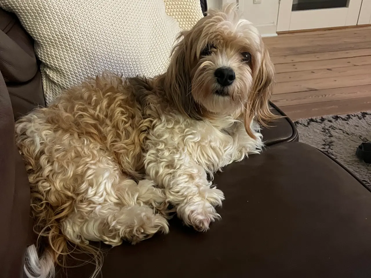 Billede 4 - Bichon Havanais hanhund med DKK-stamtavle