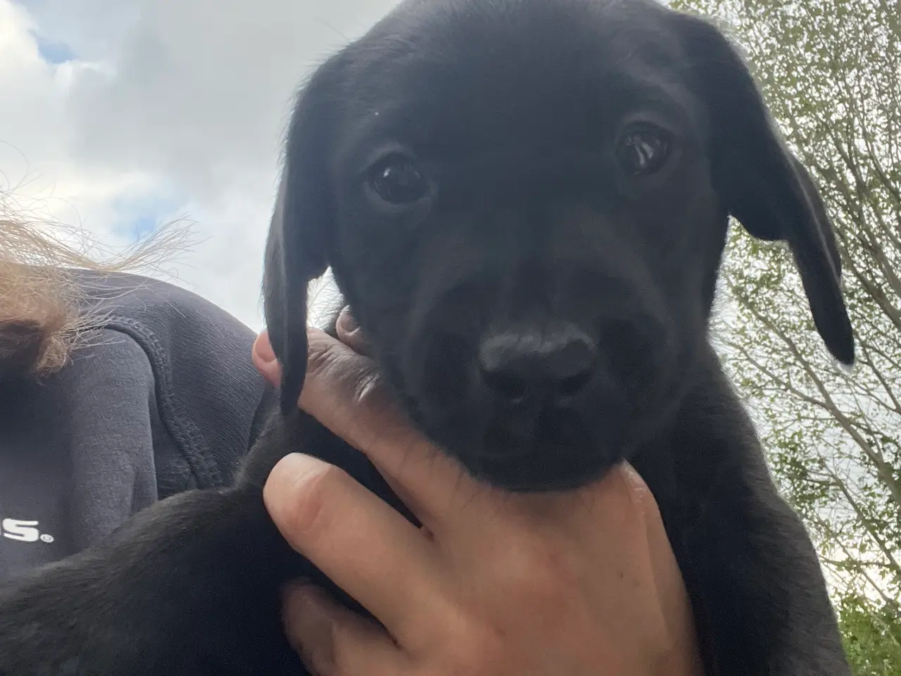 Billede 7 - Formel 1 Labrador hvalpe søger familier i uge 42