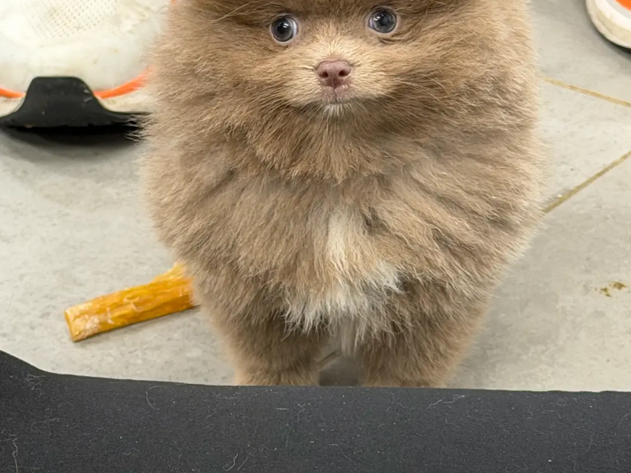 Billede 6 - 🐾💙 3 SMUKKE POMERANIA-DRENGE 💙🐾
