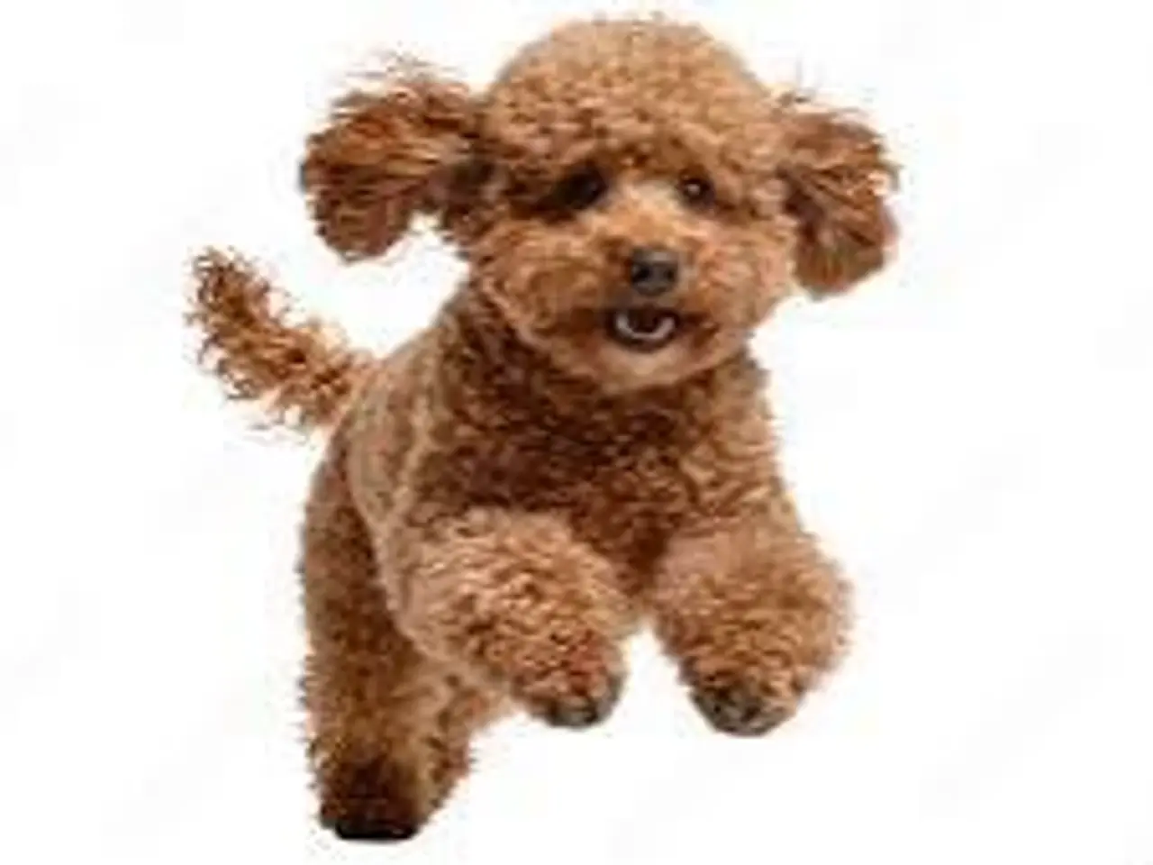 Billede 1 - Søger toy puddel