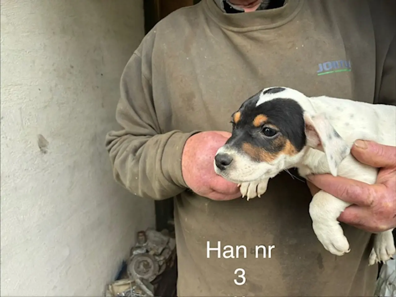 Billede 1 - hundehvalpe dansksvensk gårdhund/skotsk terrier