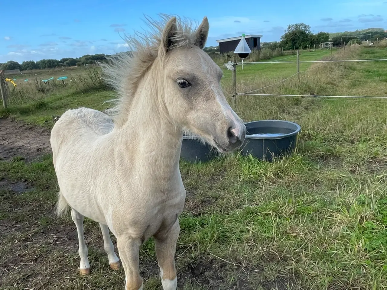 Billede 2 - Welsh partbred hingsteføl