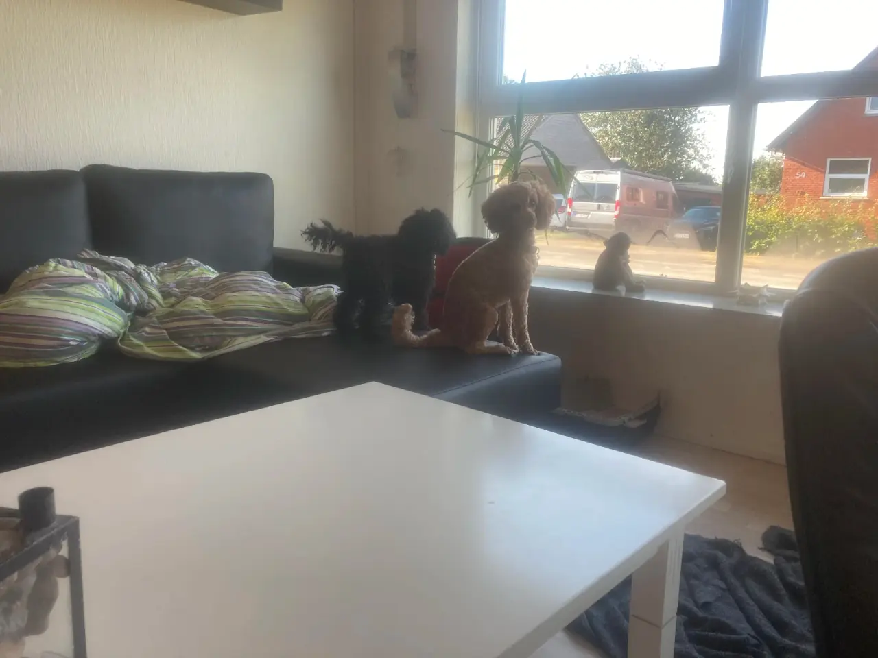 Billede 4 - 5 sunde ægte puddel hvalpe
