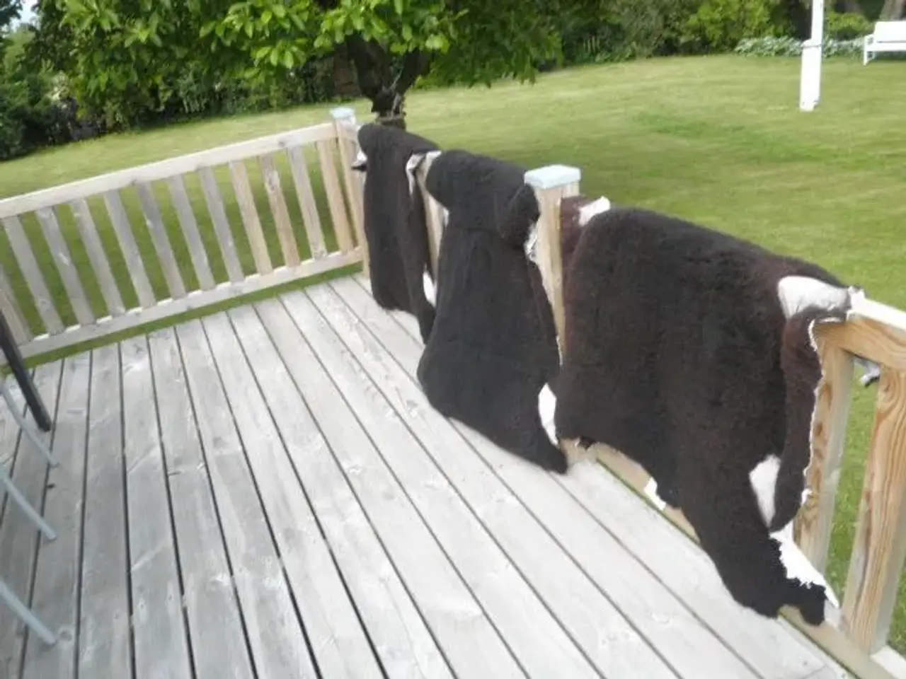 Billede 5 - Lammeskind Zwartbles 