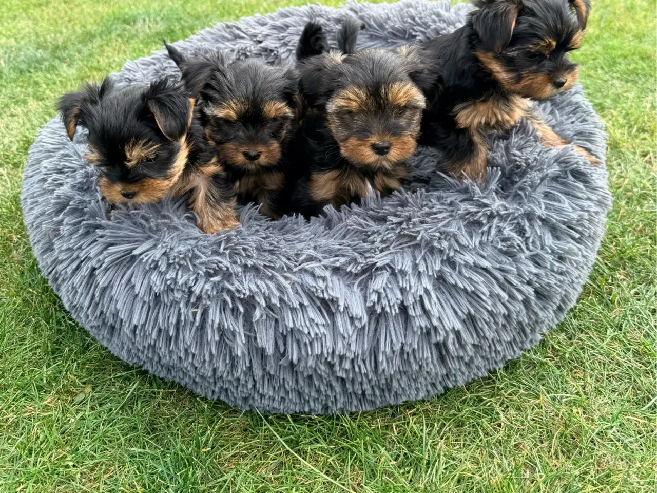 Billede 1 - Yorkshire Terrier Hvalpe