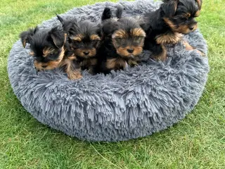 Yorkshire Terrier Hvalpe
