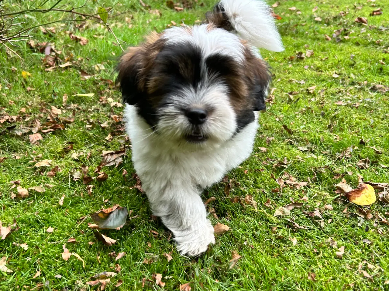 Billede 2 - 3 Lhasa Apso hvalpe, drenge
