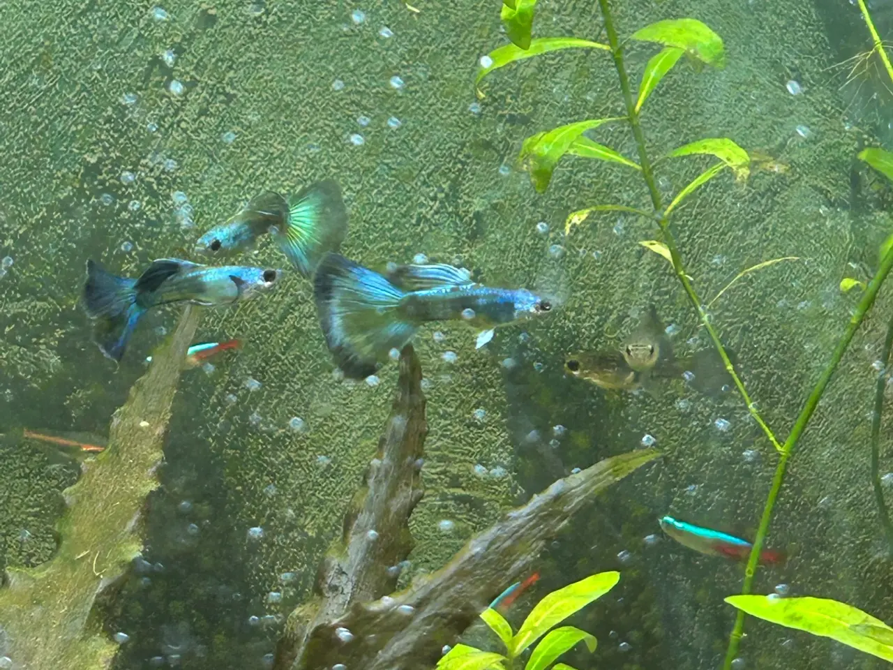 Billede 4 - 🐟🔵 Blue Moscow Guppy Par sælges - Viby J