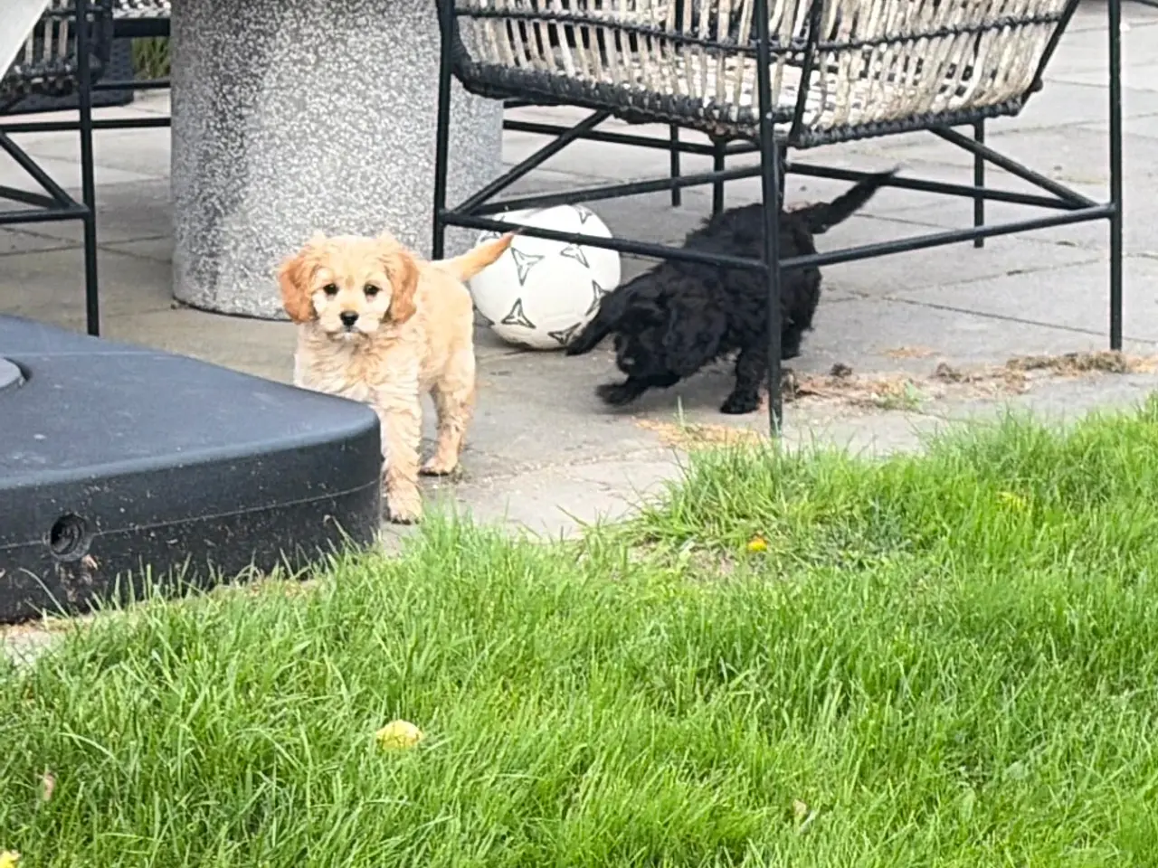 Billede 13 - Den smukkeste F1 Cavapoo dreng tilbage