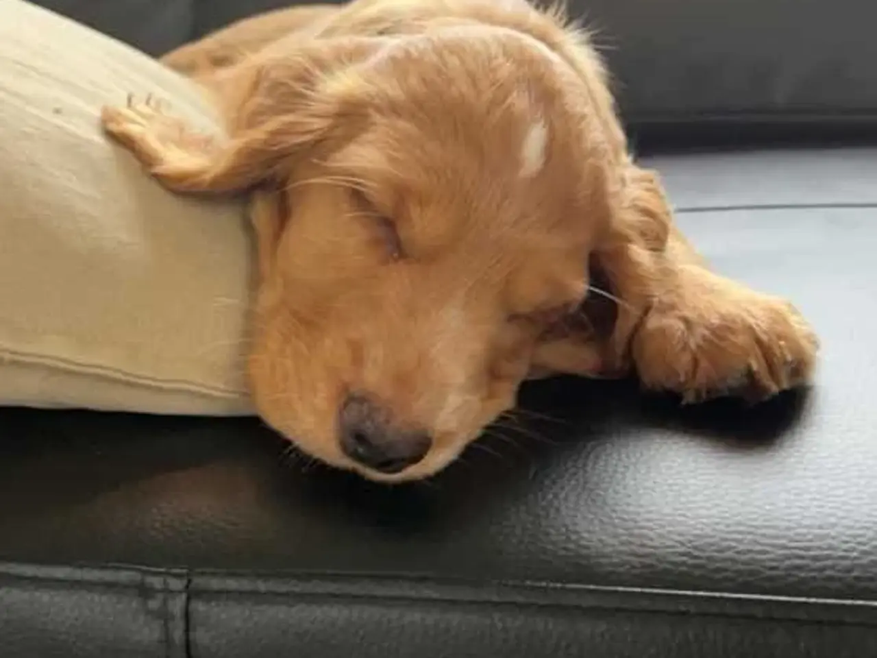 Billede 5 - Parring tilbydes af engelsk cocker spaniel
