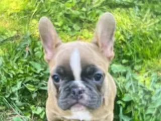 Franske bulldog hvalpe sælges 