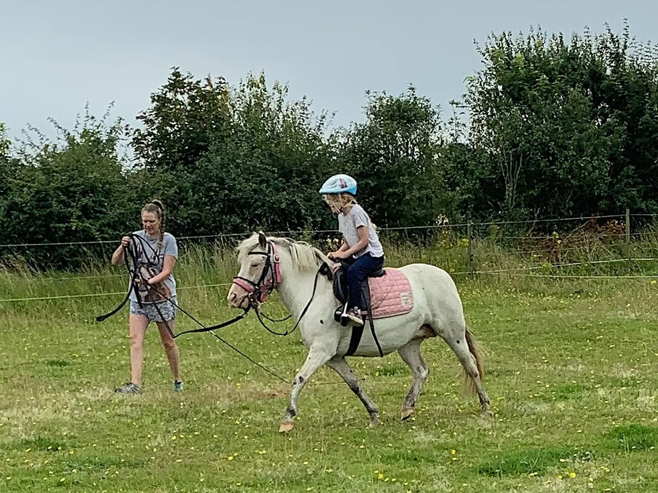 Billede 1 - Knabstrupperpony til ridning eller avl
