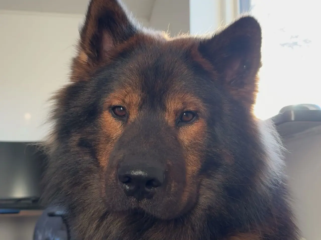 Billede 11 - Eurasier Hunde avl/parring