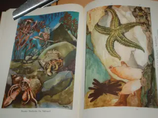 Ingvard Lierkind