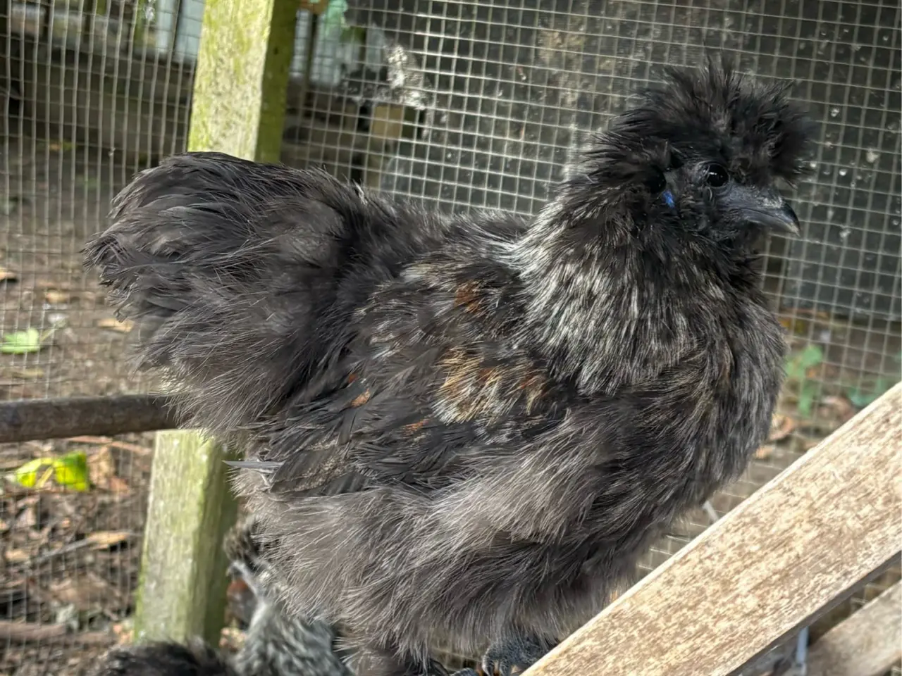 Billede 2 - Young purebred silkie roosters (small-medium size)