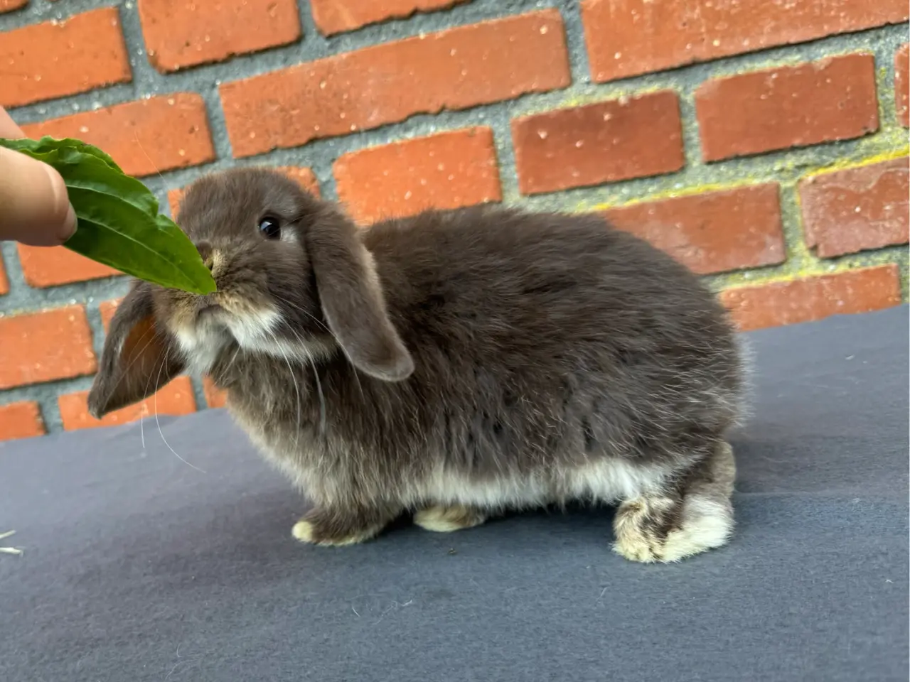 Billede 5 - Mini lop hunkanin