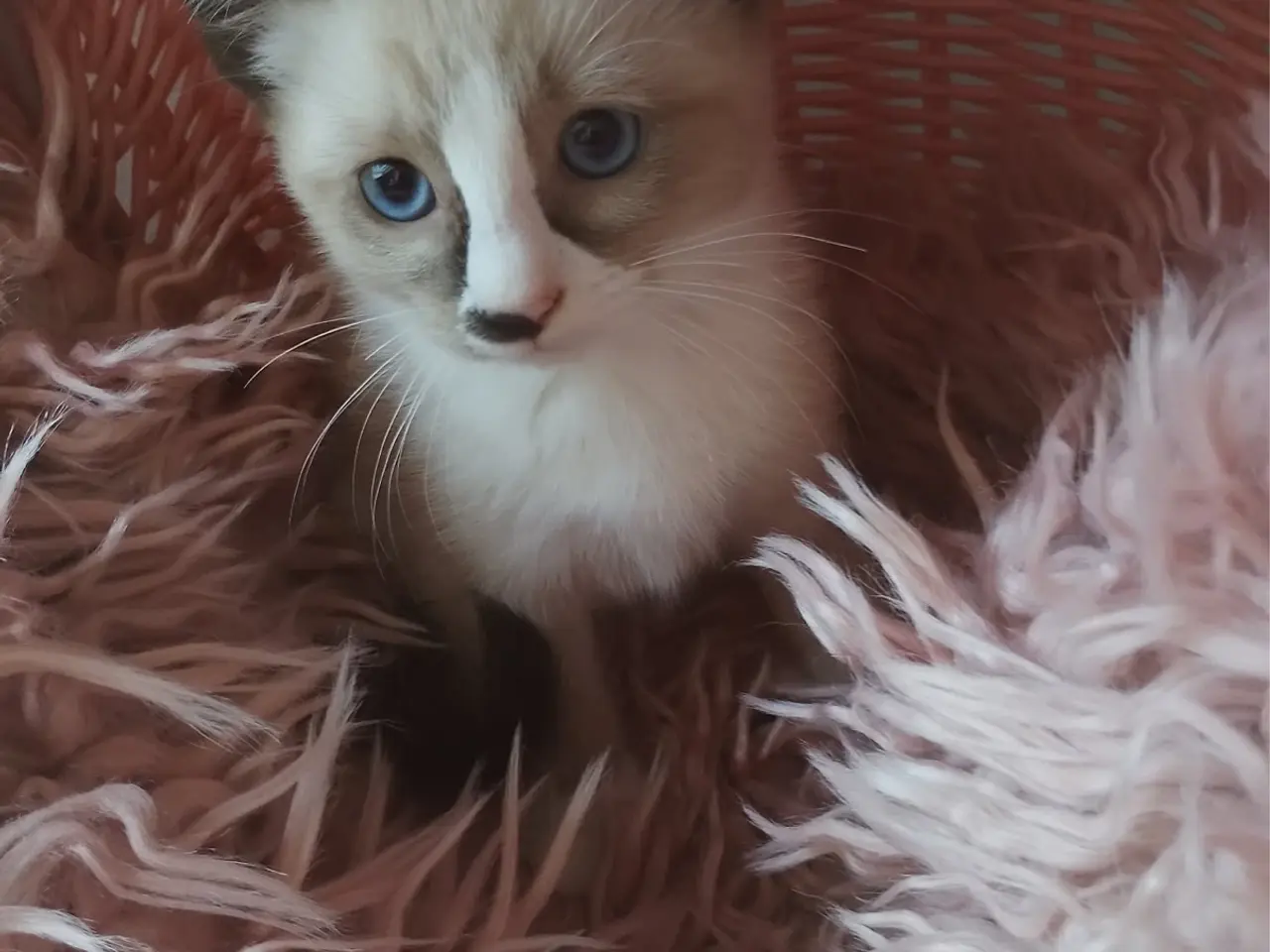 Billede 4 - Lækre ragdoll-siameser-HB blandings killinger