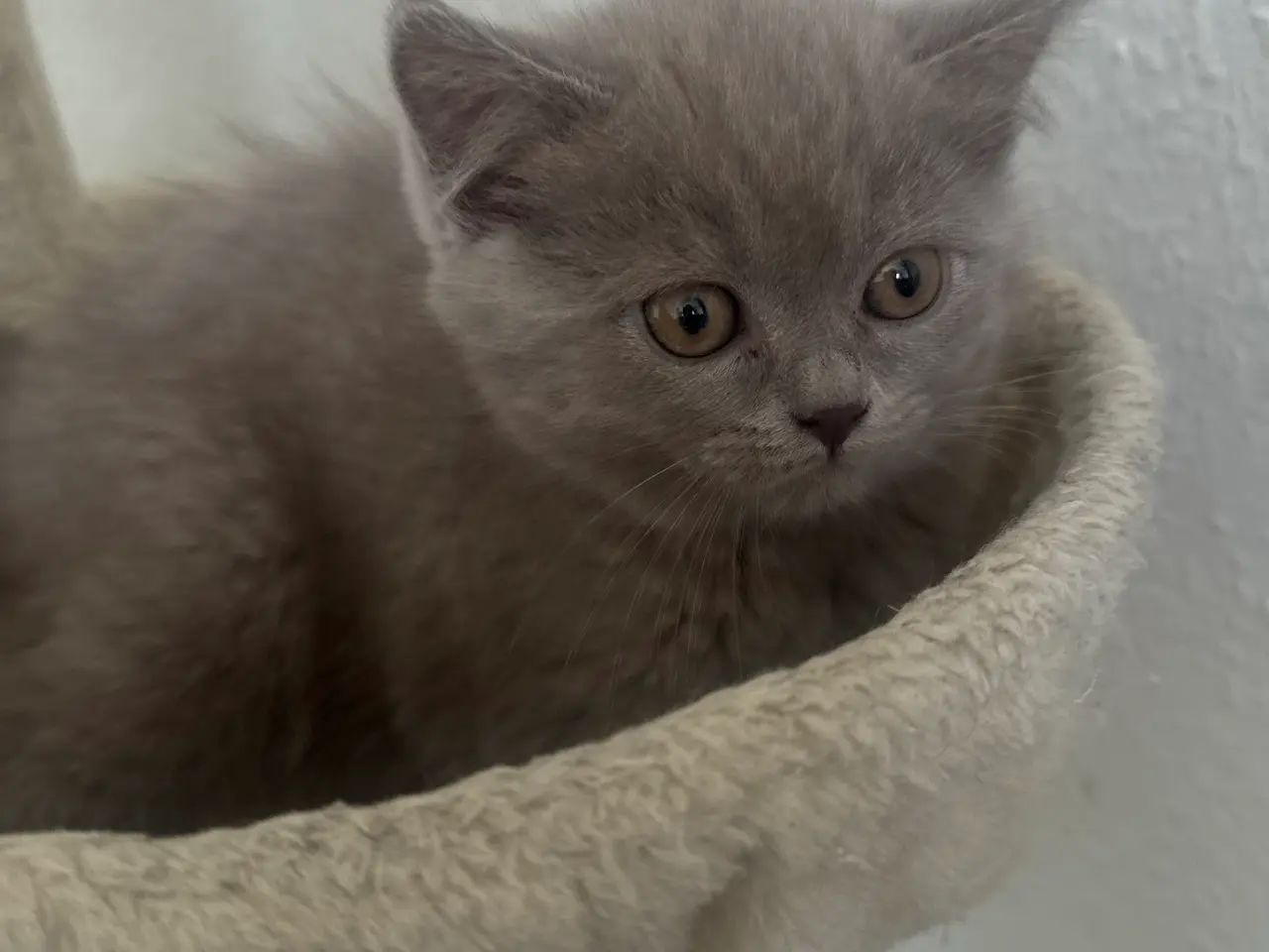 Billede 10 - British shorthair pige (Lilac)