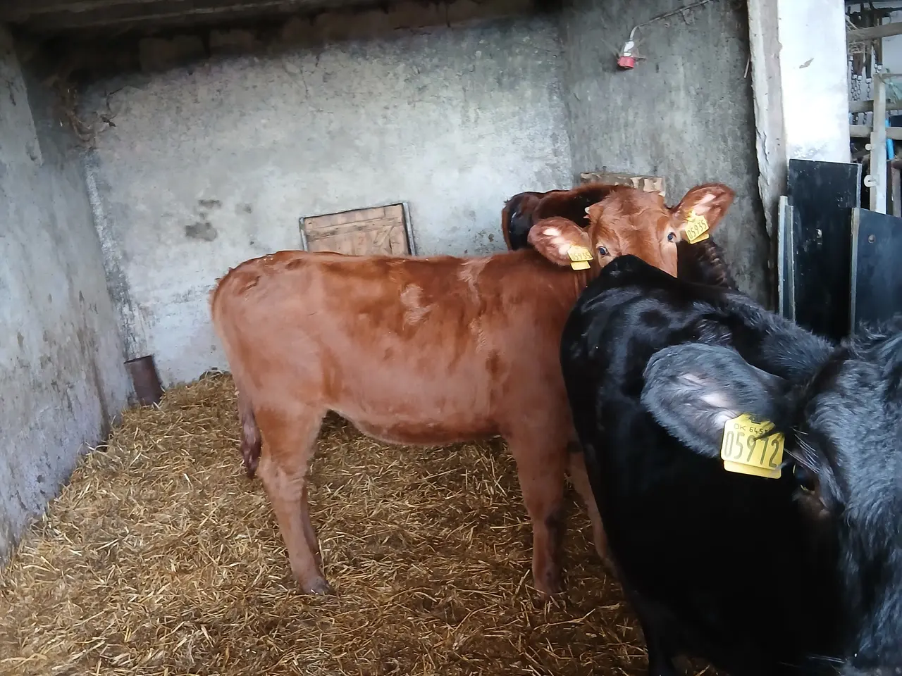 Billede 2 - Jersey x Angus kvier