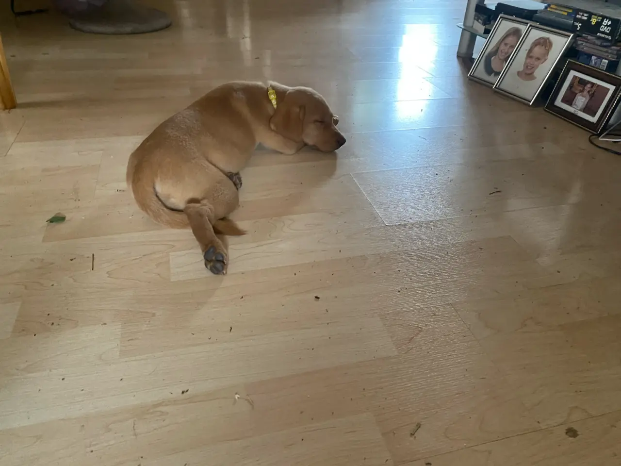 Billede 1 - Ægte Red FOX Labrador tæve