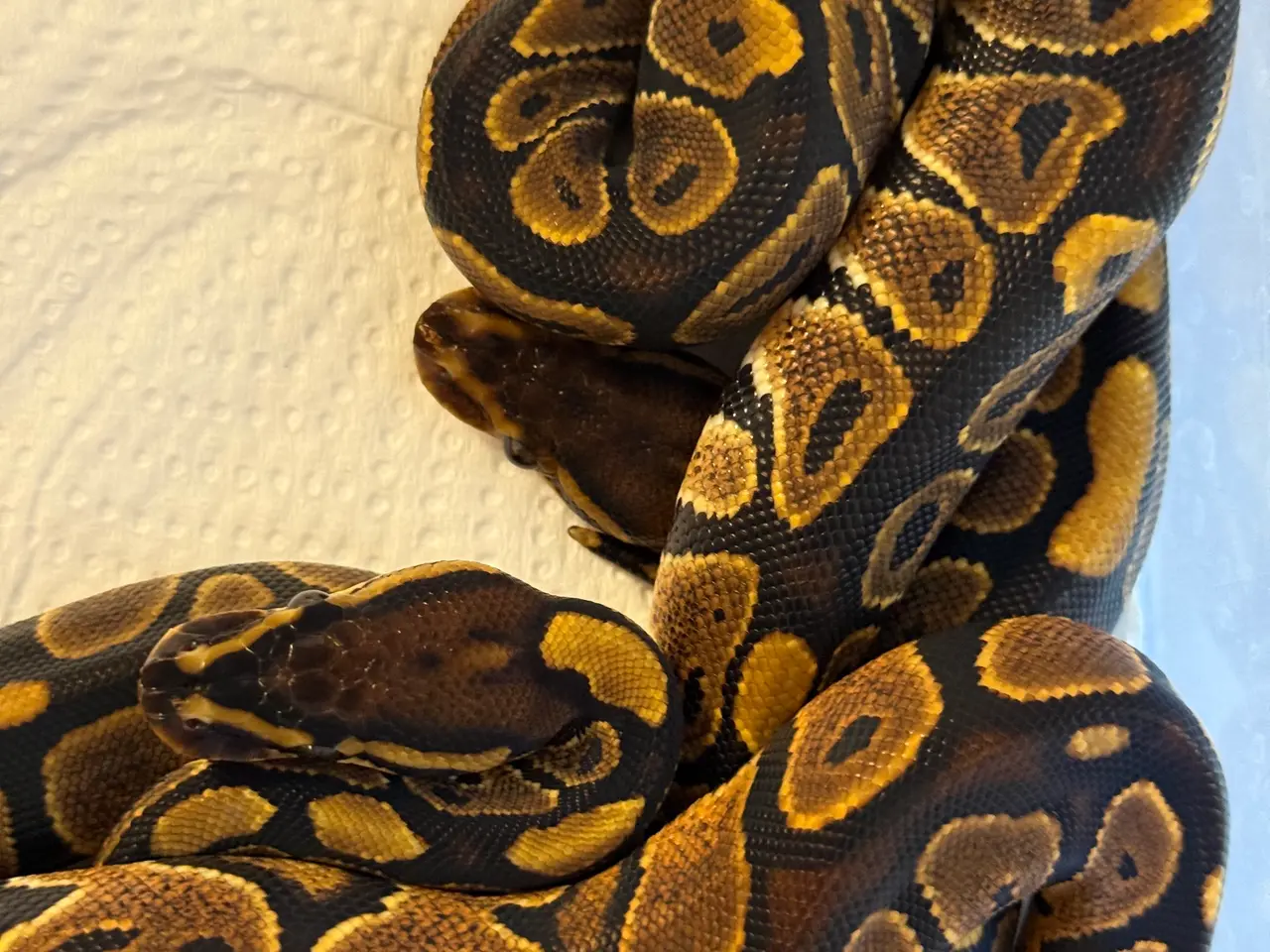 Billede 2 - Kongepython Yellow Belly