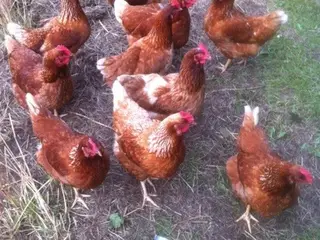 Lohman æglæggende høner