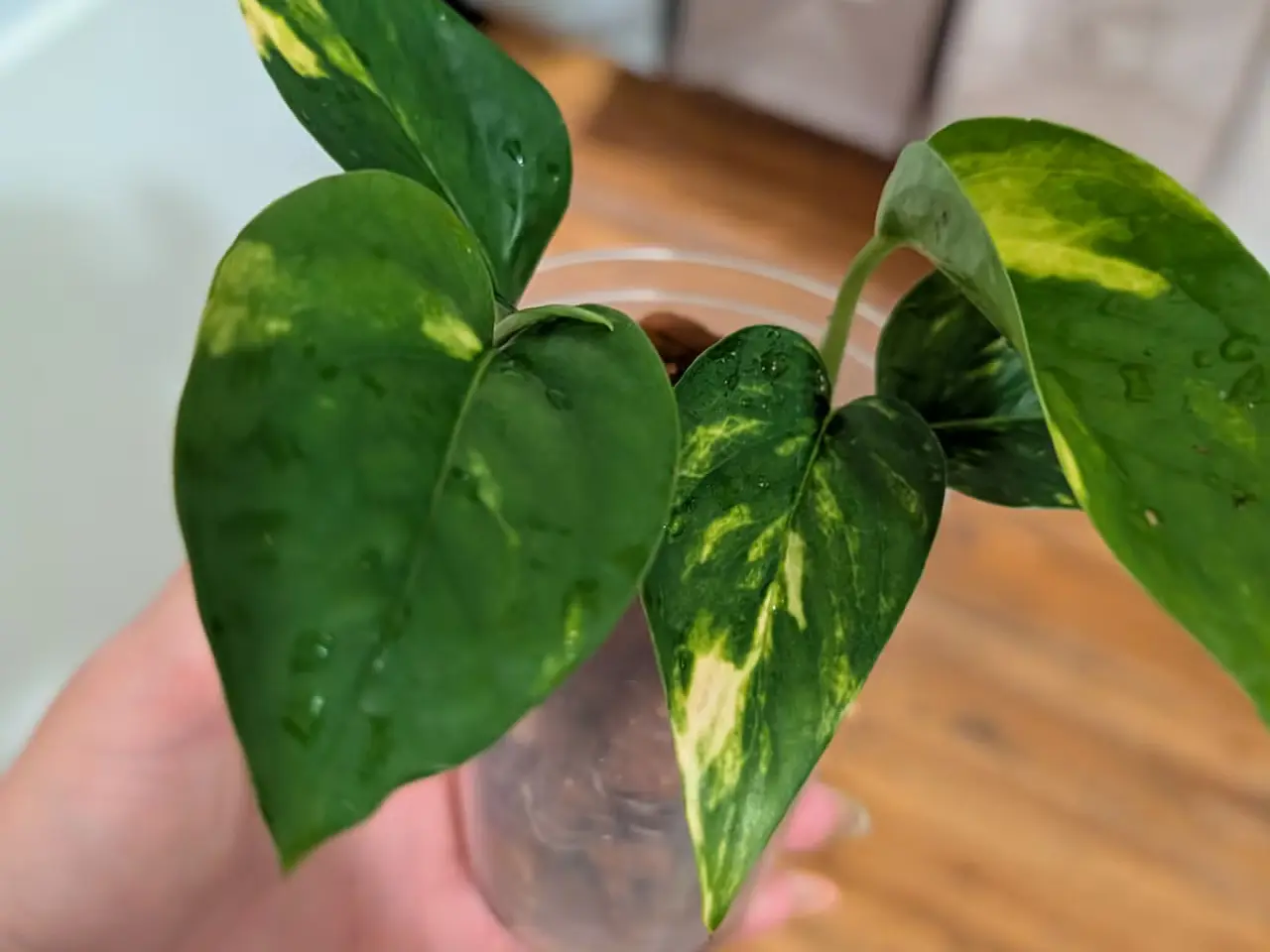 Billede 1 - Guldranke (Epipremnum aureum) stiklinger – sunde o